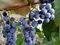 Продам виноград
