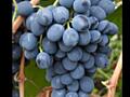 Продам виноград с арки Молдова