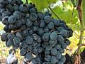Виноград