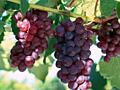 Продается виноград