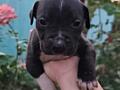 Продаются щенки питбуля