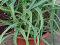 Продам АЛОЭ ЛЕЧЕБНОЕ в вазоне и на ветку (для лекарства)