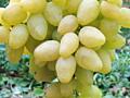 Продам виноград