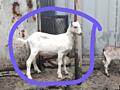Продам козликов белых безрогих разных возрастов. Продам домашних петухов 250