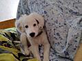 Отдам собачку 3 месяца