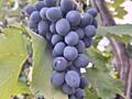 Продам виноград.
