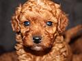 Toy Poodle red brown Toй Пудель Щенки ред браун