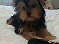 Продаются щенки йоркширского терьера г. Рыбница, две девочки