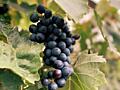 Продам виноград
