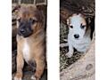 Отдам щенков
