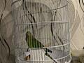 Продам клетку для попугаев 900 лей