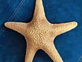 Морская звезда