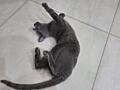 Pisică Russian Blue