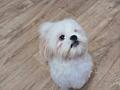 Продам щенка породы ши-тцу