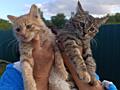 Отдам котят в добрые руки