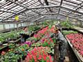 Работа в Германии по болгарскому паспорту. Теплица с цветами.