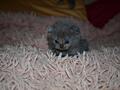 Шотландский котенок