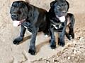 Породистые щенки Кани корсо
