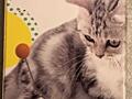 Интерактивные игрушки для котиков.