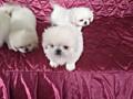Продам щенков породы пикинез