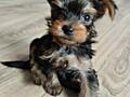 Щенки Йоркширского терьера