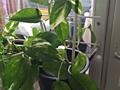 Продам комнатные цветы
