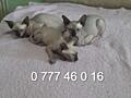 Продаются котята канадского сфинкса