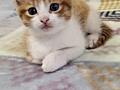 Отдам котенка в хорошие руки