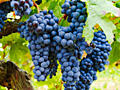 Продам Виноград нескольких сортов, самосбор 3 руб
