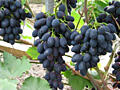 Продам виноград
