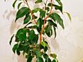 Продам комнатные растения