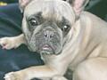 Продам французского бульдога