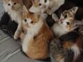 Отдам котят в добрые руки.