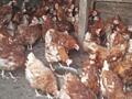Продам кур несушек Ломан-Браун возраст 10 месяцев