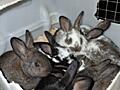 Продам кроликов с. Карагаш