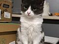 Отдаю в хорошие руки кошечку