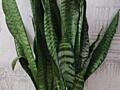 Продам шикарные сансевьерии