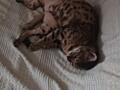 Продам кошку бенгальской породы