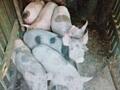Vand purcei mici de rasa de Carne!
15-17 kg, Soldanesti