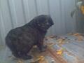 Отдаю щенков 77998263