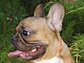 Отдам, французская бульдожка