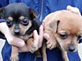 Продам щенков Русского Той Терьера