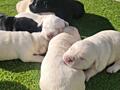 Щенки Лабрадора - Ретривера