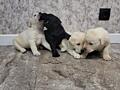 Щенки Лабрадора - Ретривера