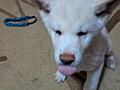 Щенки Акита ину