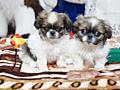 Мальчики и Девочки пекинес королевский доставка по всей Молдове