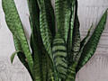 Продам шикарные сансевьерии