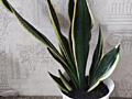 Продам шикарные сансевьерии