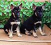 Щенки Восточно-Европейской Овчарки