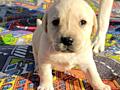 Щенок Лабрадора - Ретривера